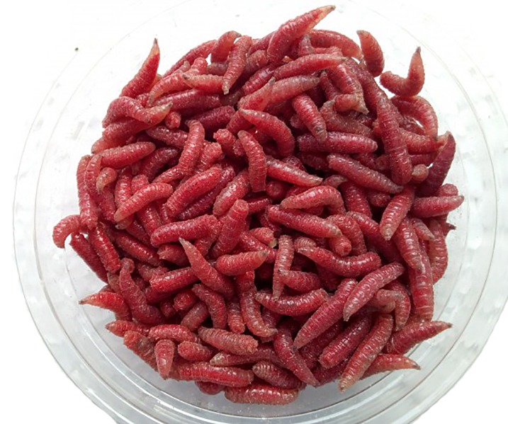 Опарыш Аквариус красный микс - фото 1