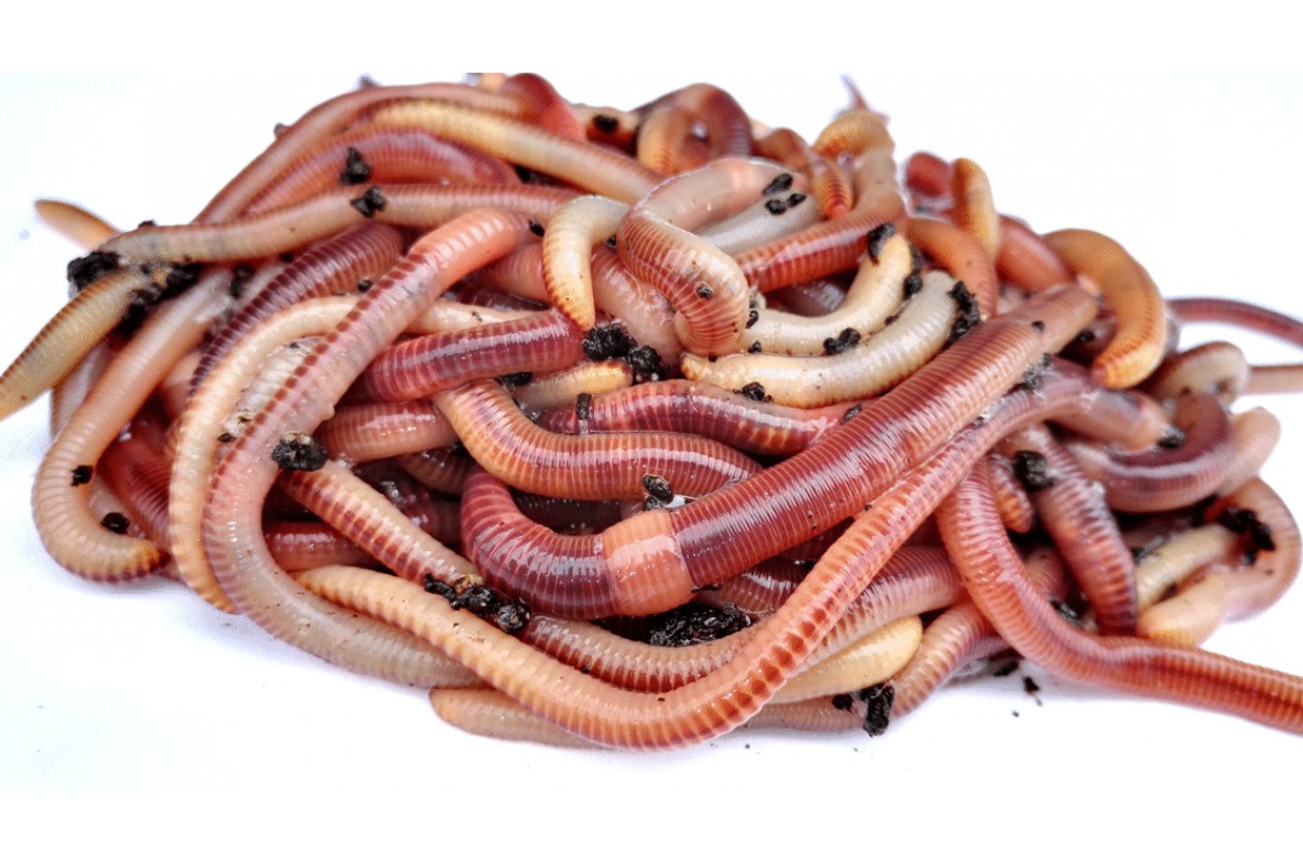 Червь Аквариус Дендробена (живой) - фото 1