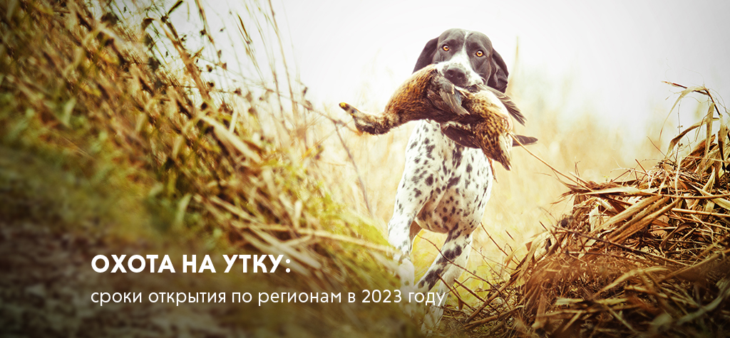 Охота на утку: сроки открытия по регионам в 2023 году