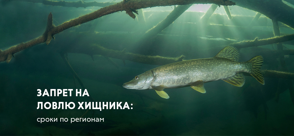Русская рыбалка 3 чехонь - новости, гайды, обновления