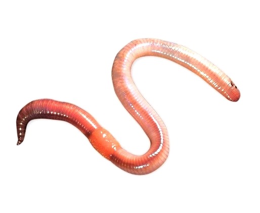 Червь Аквариус - фото 1