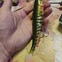 Приманка Savage Gear 3D LB goby shad 20см 60гр UV ssilver goby 1/16: отзывы