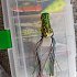 Воблер Daiwa Steez Chiquita Frog Green Toad: отзывы