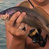 Спиннинг Crazy Fish Arion ASRE702ULS 209см 0.7-5гр: отзывы