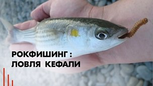 Рокфишинг: ловля кефали