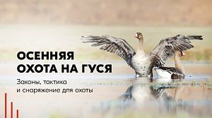 Осенняя охота на гуся: повадки, тактика и снаряжение для охоты Осенняя охота на гуся: повадки, тактика и снаряжение для охоты