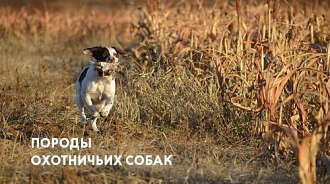 Породы охотничьих собак и особенности дрессировки