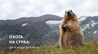 Охота на сурка: где и когда охотиться