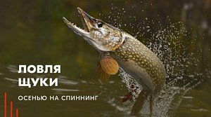 Ловля щуки осенью на спиннинг Ловля щуки осенью на спиннинг