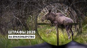 Штрафы за браконьерство и таблицы для расчета ущерба в 2025 году