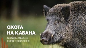 Охота на кабана зимой и осенью Охота на кабана зимой и осенью
